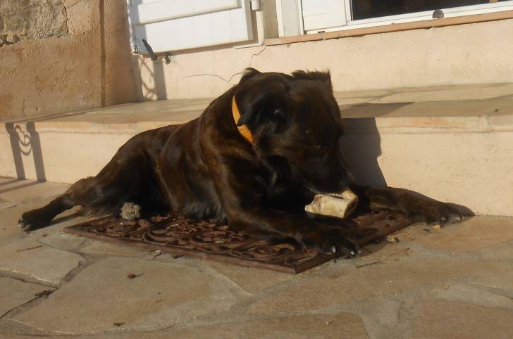 Tekila - Berger Hollandais Femelle (2 ans)