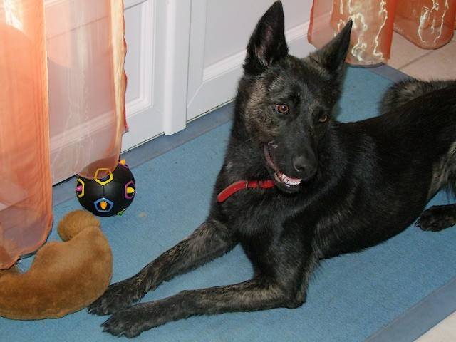 Holly, femelle Berger Holllandais - Berger Hollandais