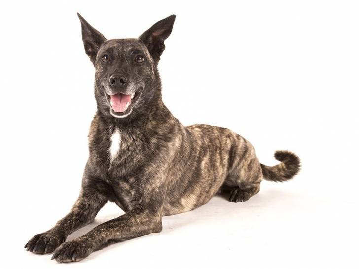 Photo Berger Hollandais