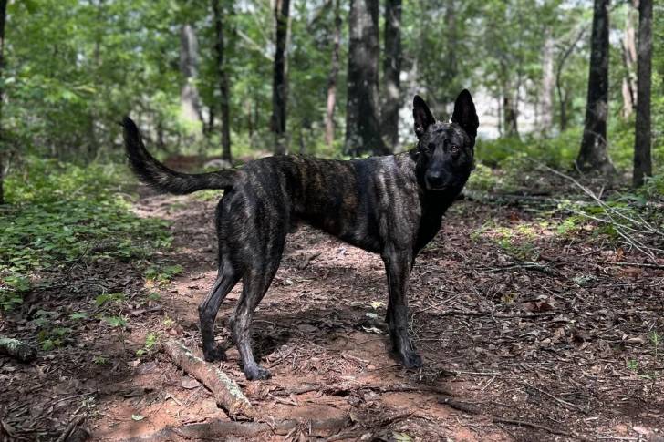 Un Berger Hollandais sur un terrain herbeux 