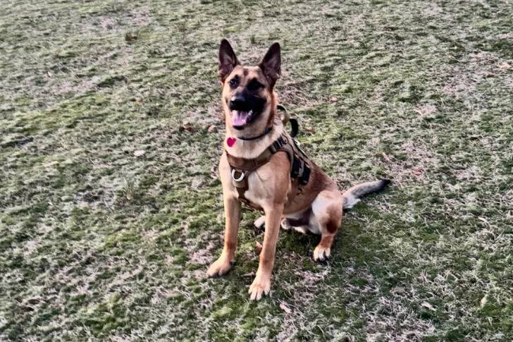 Un Berger Hollandais assis sur un terrain herbeux et portant un harnais 