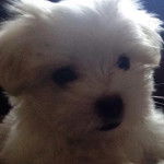 Gros plan sur un Mal-Shi au pelage blanc et aux oreilles tombantes, qui semble détendu.