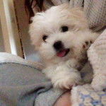 Un Mal-Shi au pelage blanc, dont la langue pend légèrement.