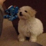 Un Mal-Shi au pelage bicolore avec des oreilles tombantes, assis et semblant détendu.