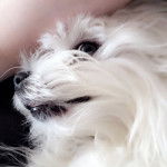 Gros plan sur un Mal-Shi à poil blanc