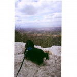 Un Mal-Shi est debout sur une montagne et porte une laisse bleue.