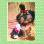 Un Mal-Shi à pelage bicolore, assis, porte un nœud rose sur la tête et un costume bicolore.