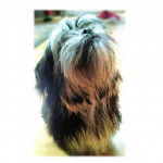 Photo d’un Mal-Shi au pelage bicolore assis et qui lève la tête.