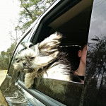 Un Mal-Shi au pelage bicolore se tient debout et sort la tête de la fenêtre d’une voiture.