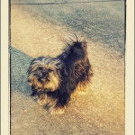 Un Mal-Shi debout sur un sol sablonneux, qui regarde la caméra