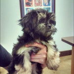 Un Mal-Shi au pelage bicolore et aux oreilles tombantes, tenu dans les mains de sa propriétaire.