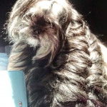 Photo d’un Mal-Shi densément poilu qui regarde la caméra.