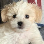 Gros plan sur un Mal-Shi au pelage blanc et aux oreilles pendantes qui fixe la caméra.