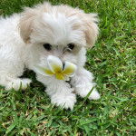 Un Mal-Shi au pelage blanc allongé sur une surface herbeuse et tenant une fleur dans sa gueule.
