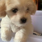 Photo d’un Mal-Shi à la robe blanche et aux oreilles pendantes debout sur ses pattes arrière.