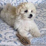 Un Mal-Shi de pelage blanc aux oreilles pendantes, allongé sur un matelas et semblant détendu.