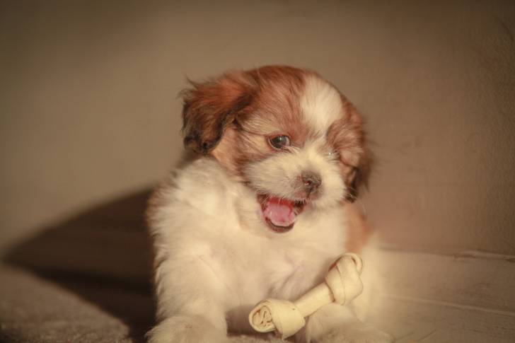 Un chiot Mal-Shi au pelage blanc tacheté de marron, jouant avec un os
