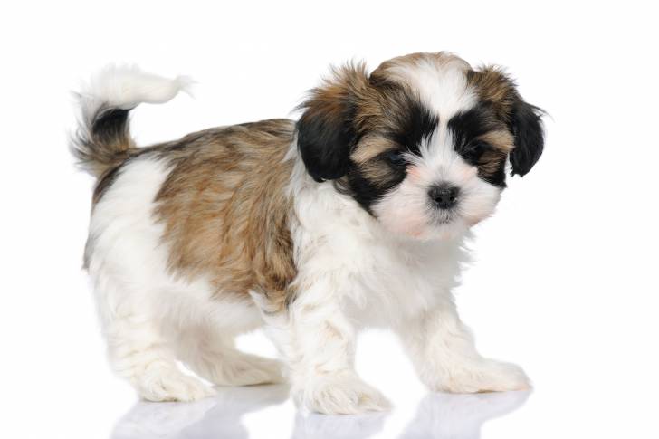 Un chiot Mal-Shi au pelage tricolore blanc, fauve et noir sur un fond blanc
