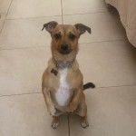 Un Jackshund debout sur ses pattes arrières, portant un collier autour du cou et regardant la caméra