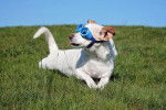 Un Jackshund allongé sur une surface herbacée et portant des lunettes bleue