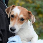 Un gros plan d'un Jackshund au pelage bicolore, regardant la caméra.