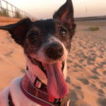 Un Jackshund au pelage bicolore, sur une surface sableuse tirant la langue et portant un harnais