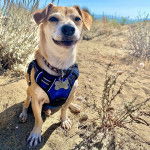 Un Jackshund au pelage bicolore assis sur une surface sableuse et portant un harnais.