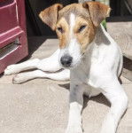 Un Jackshund au pelage bicolore blanc marron allongé et semblant exposé au soleil