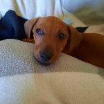 Un Jacksund au pelage marron allongé sur un lit et ayant la tête posée sur un coussin  e