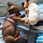 Un chiot Jacksund allongé sur un lit, portant un harnais et semblant jouer avec une peluche.