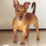 Un Jackshund au pelage marron debout sur ses quatre pattes et regardant la caméra