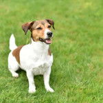 Un Jackshund assis sur une surface herbacée et ayant la gueule légèrement ouverte