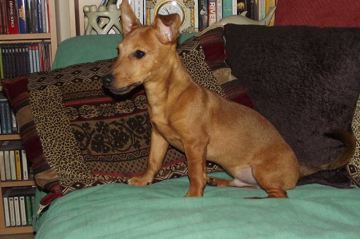 Un Jackshund au pelage marron, ayant une oreille dressée et une oreille baissée, assis sur un canapé