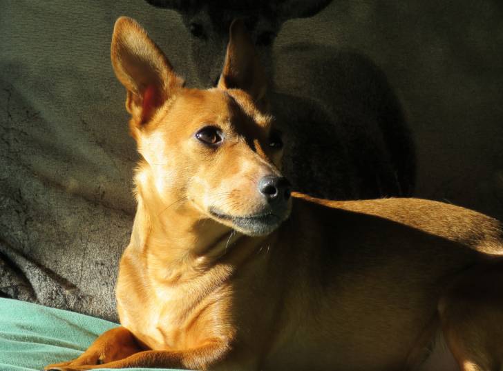 Un gros plan d'un Jackshund au pelage marron, assis sur un canapé