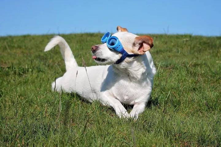 Un Jackshund allongé sur une surface herbacée et portant des lunettes bleue