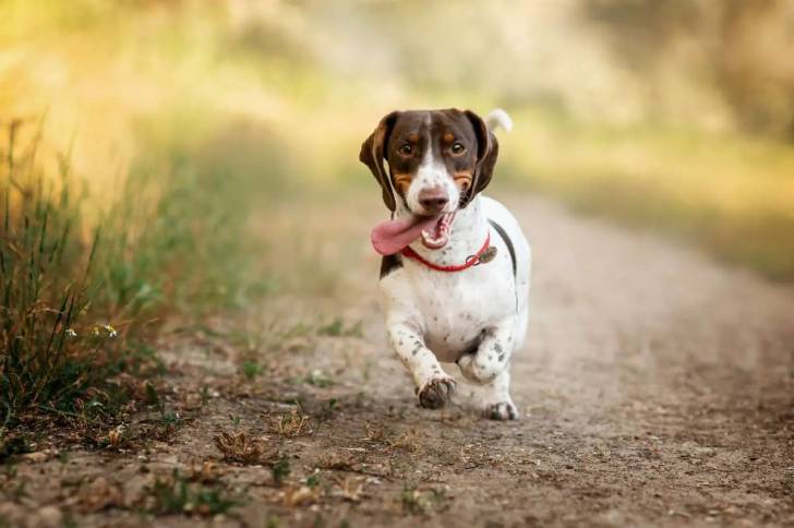 Un Jackshund courant sur un sentier et ayant la langue pendante