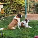 Deux Saint Dane à pelage bicolore, dont un allongé et l’autre assis, portant tous les deux des colliers.