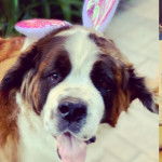 Un Saint Dane allongé avec la langue qui pend