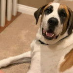 Un Saint Dane de pelage bicolore allongé , en ouvrant légèrement la gueule et porte un collier autour du cou 