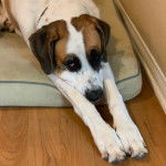 Un Saint Dane allongé  qui semble s'étirer 