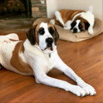 Deux Saint Dane allongé , l'un d'eux porte une médaille et qui fixent tous les deux la caméra