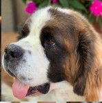 Gros plan de la tête d'un Saint Dane avec la langue pendante