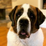 Un Saint Dane de pelage bicolore debout , la gueule entrouverte 