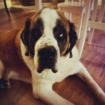 Un Saint Dane de pelage bicolore allongé , en levant les yeux vers le haut 