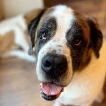 Un Saint Dane aux oreilles tombantes assis , la gueule entrouverte 