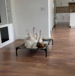 Un Saint Dane de pelage bicolore allongé sur une table , les quatre pattes en l'air 