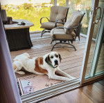 Un Saint Dane allongé sure une plateforme en bois , portant un collier au cou  et qui fixe la caméra 