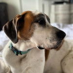 Un Saint Dane allongé et portant un collier au cou 