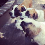 Trois Saint Dane debout et dont les gueules sont légèrement ouvertes.