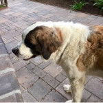 Un Saint Dane de pelage bicolore debout et qui semble détendu 